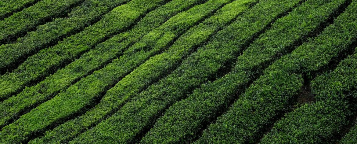 colin-roe-H1RWuPMIgBY-unsplash-scaled colin-roe-H1RWuPMIgBY-unsplash-scaled